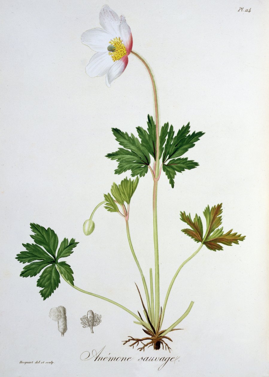 Erdei kökörcsin Joseph Roques (1772-1850) „Phytographie Medicale”-jából, 1821-ben. alkotó: L.F.J. Hoquart