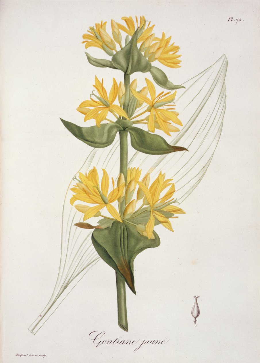 Yellow Gentian Joseph Roques (1772-1850) „Phytographie Medicale” című művéből, 1821-ben megjelent alkotó: L.F.J. Hoquart
