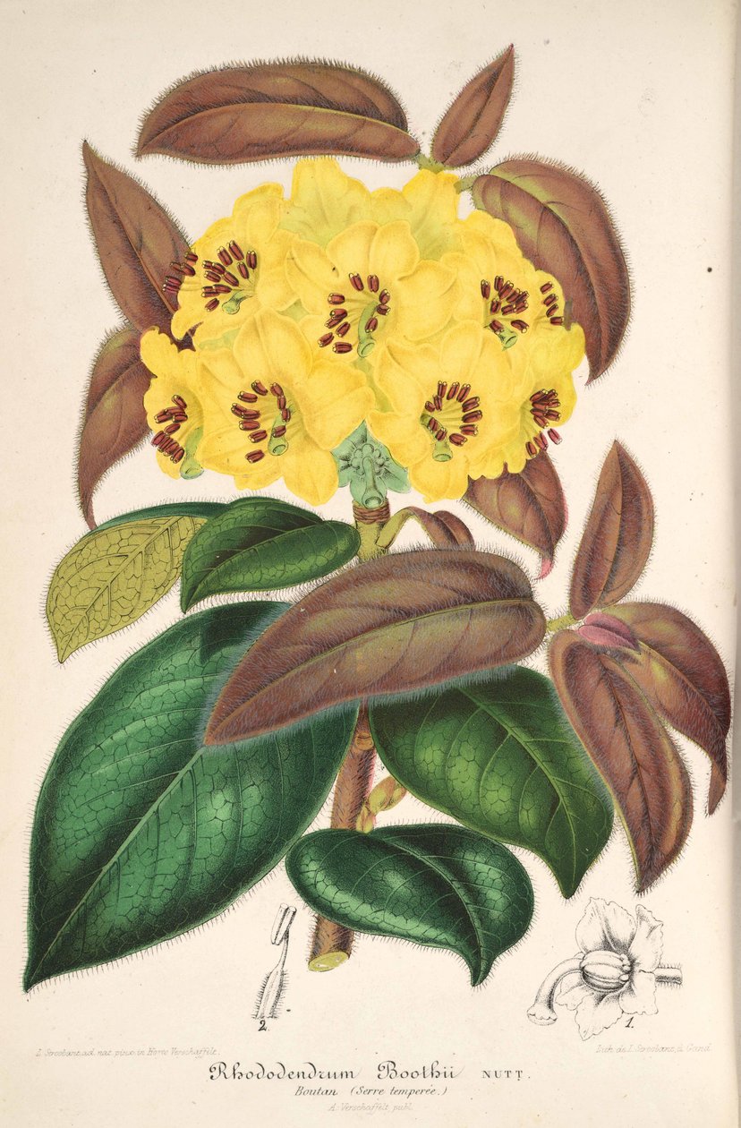 Rhododendron boothii alkotó: L’Illustration horticole