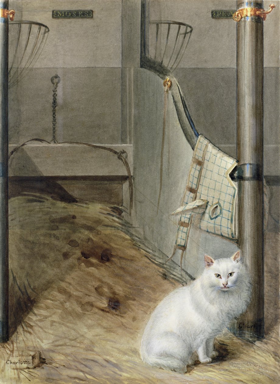 Fehér perzsa macska egy istállóban alkotó: Lady Charlotte Schreiber