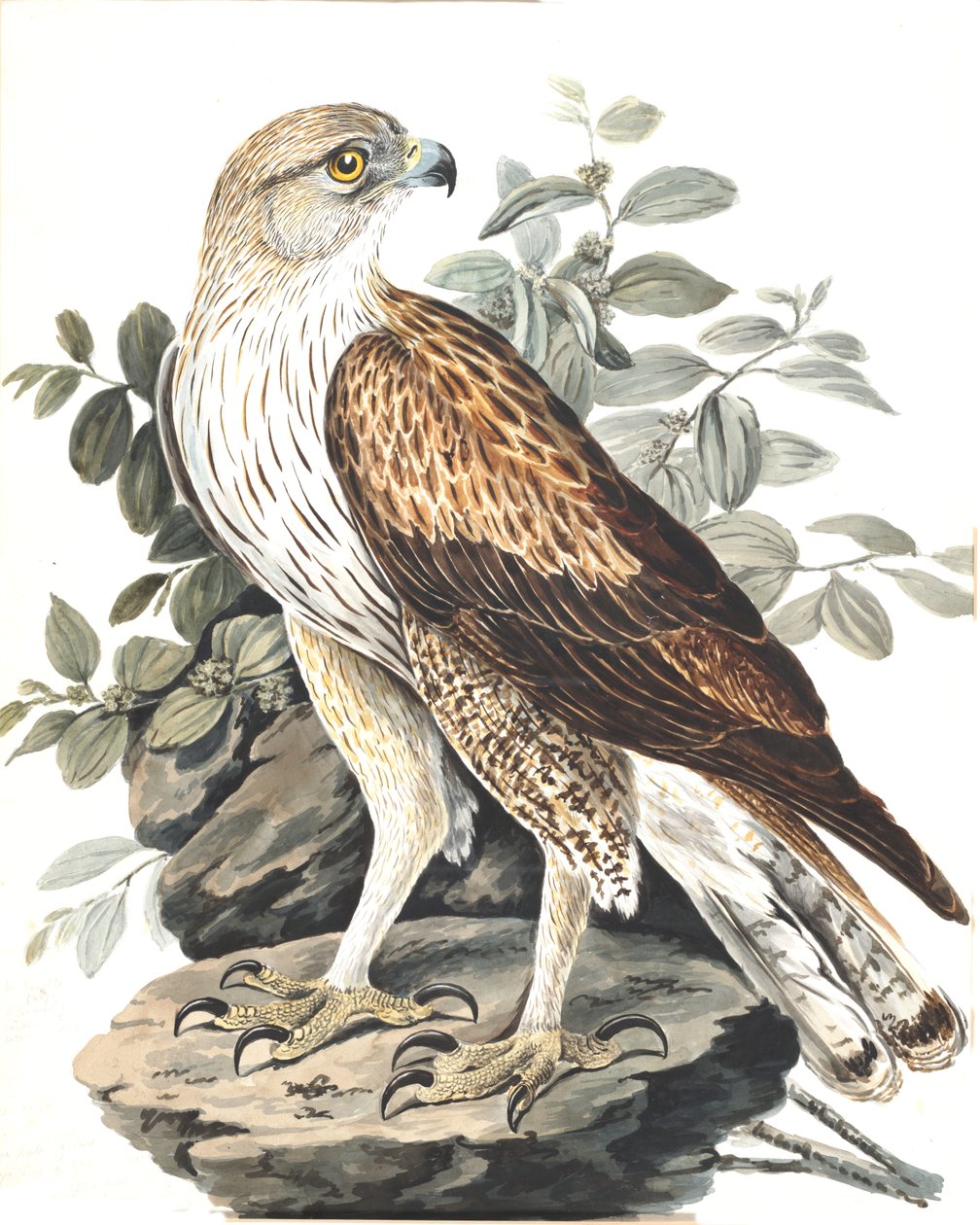 Bonelli sasa alkotó: Lady Elizabeth Gwillim