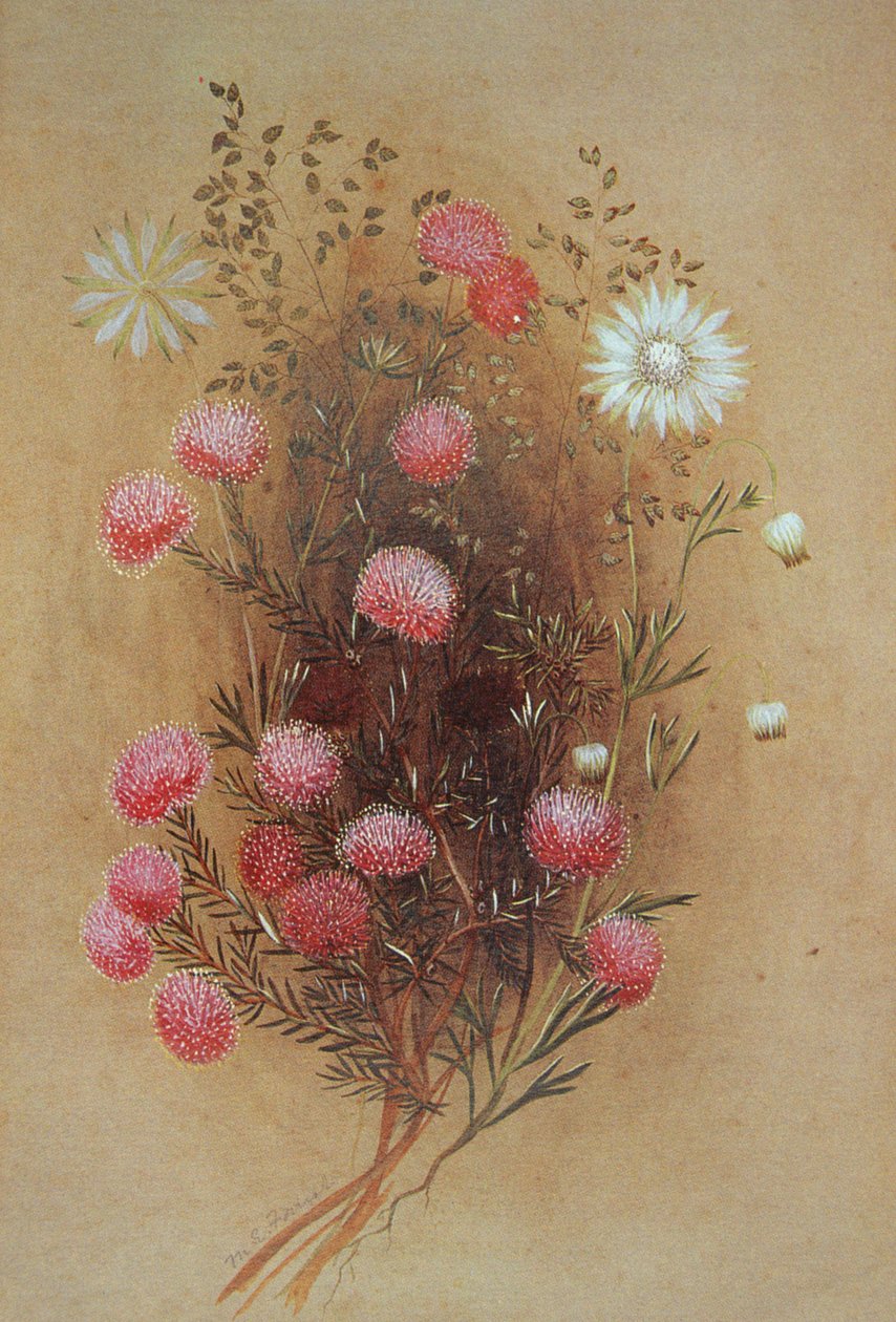 Melaleuca vagy Flanelflower, 19. század alkotó: Lady Margaret Forest