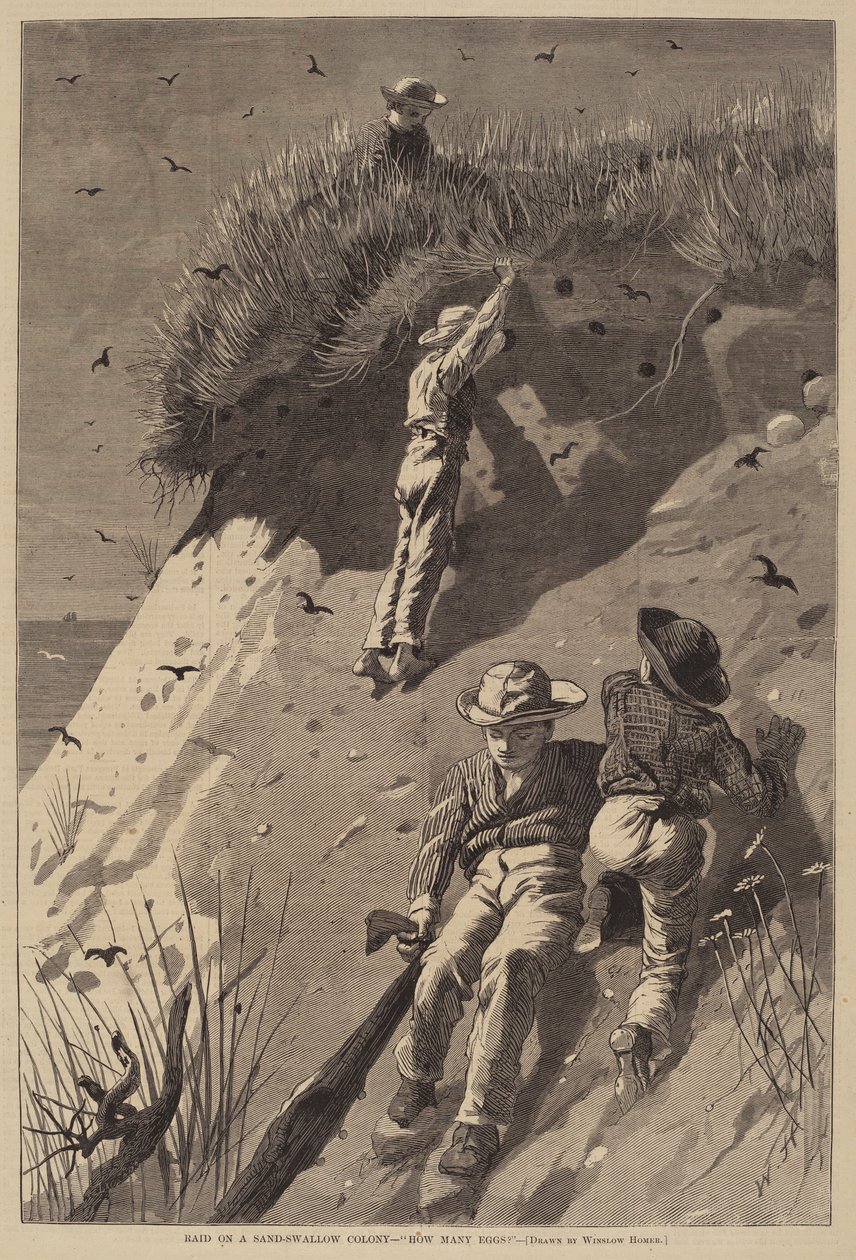 Raid egy homokfecske kolónián - "Hány tojás?" alkotó: Lagarde after Winslow Homer