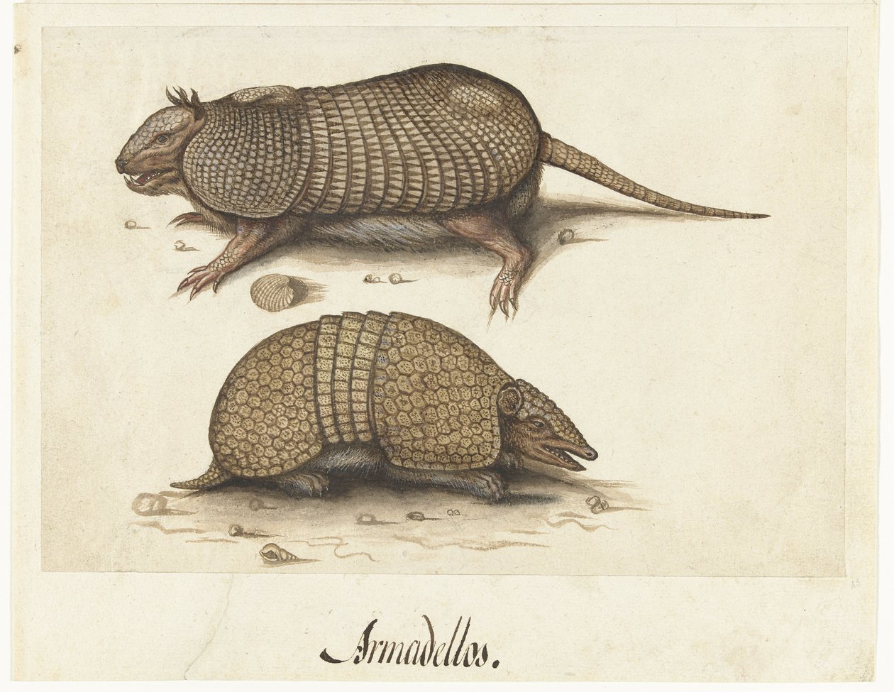 Albumlap két tatuval Armadillos alkotó: Lambert Lombard (rejected attribution)