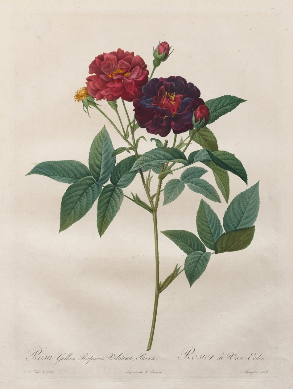 A rózsák: Rosa Gallica Purpurea Velutina Parva alkotó: Langlois