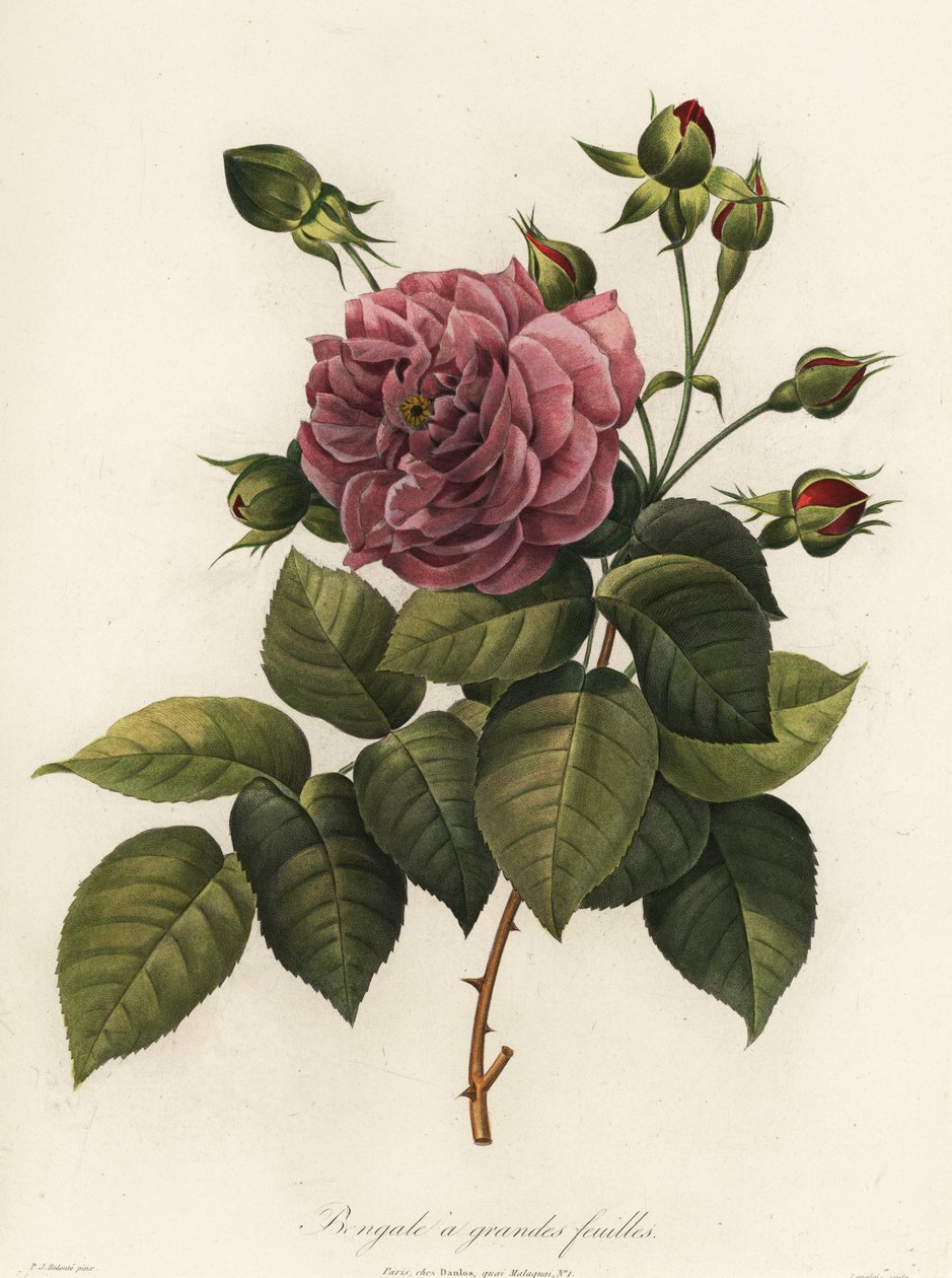 Bengáli rózsa, Rosa chinensis fajta, nagylevelű bengáli alkotó: Langlois Langlois