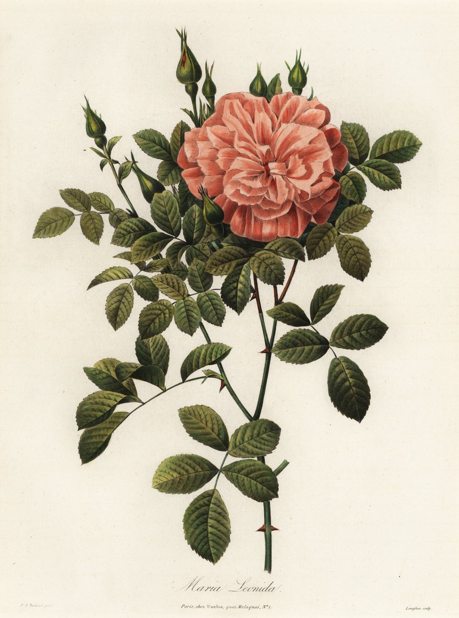 Maria Leonida, hibrid rózsa, Rosa bracteata fajta alkotó: Langlois Langlois