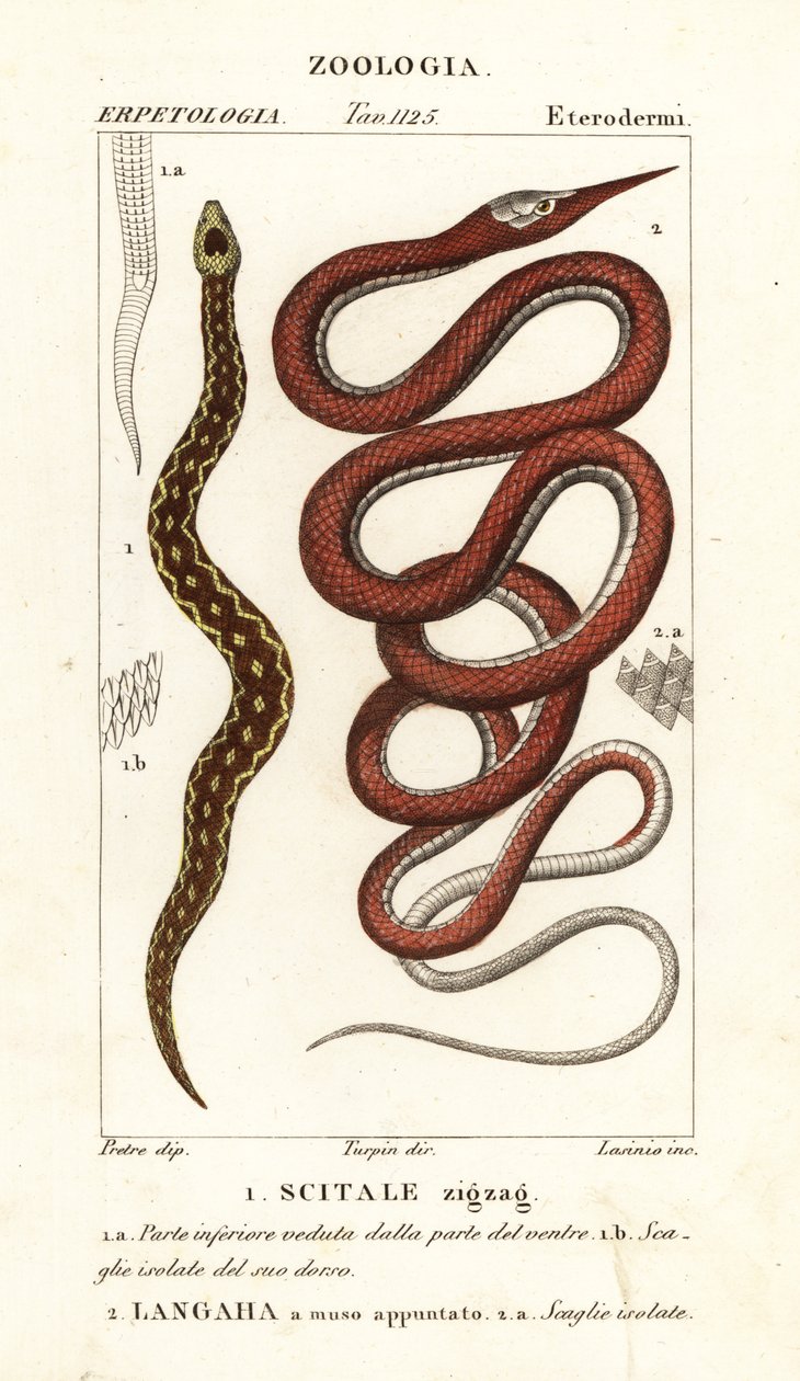 Fűrészpikkelyes vipera, Echis carinates 1 és Madagaszkár levélorrú kígyó, Langaha madagascariensis 2 alkotó: Lasinio Lasinio