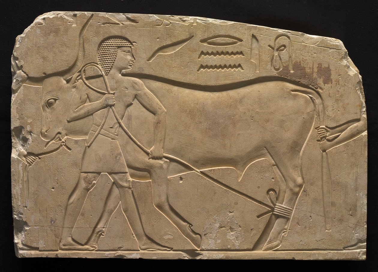 Férfiak egy ökröt összefogva, ie 667-647 alkotó: Late Period Egyptian