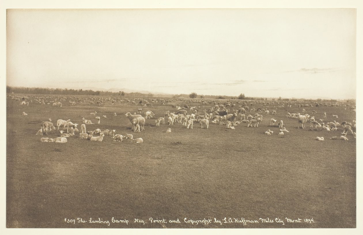 A báránytábor, 1894. alkotó: Laton Alton Huffman