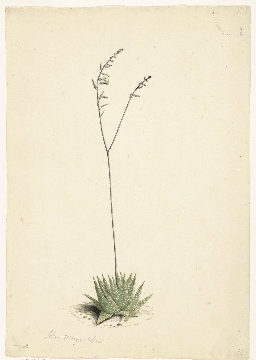 Virágzó Aloe alkotó: Laurens Vincentsz. van der Vinne