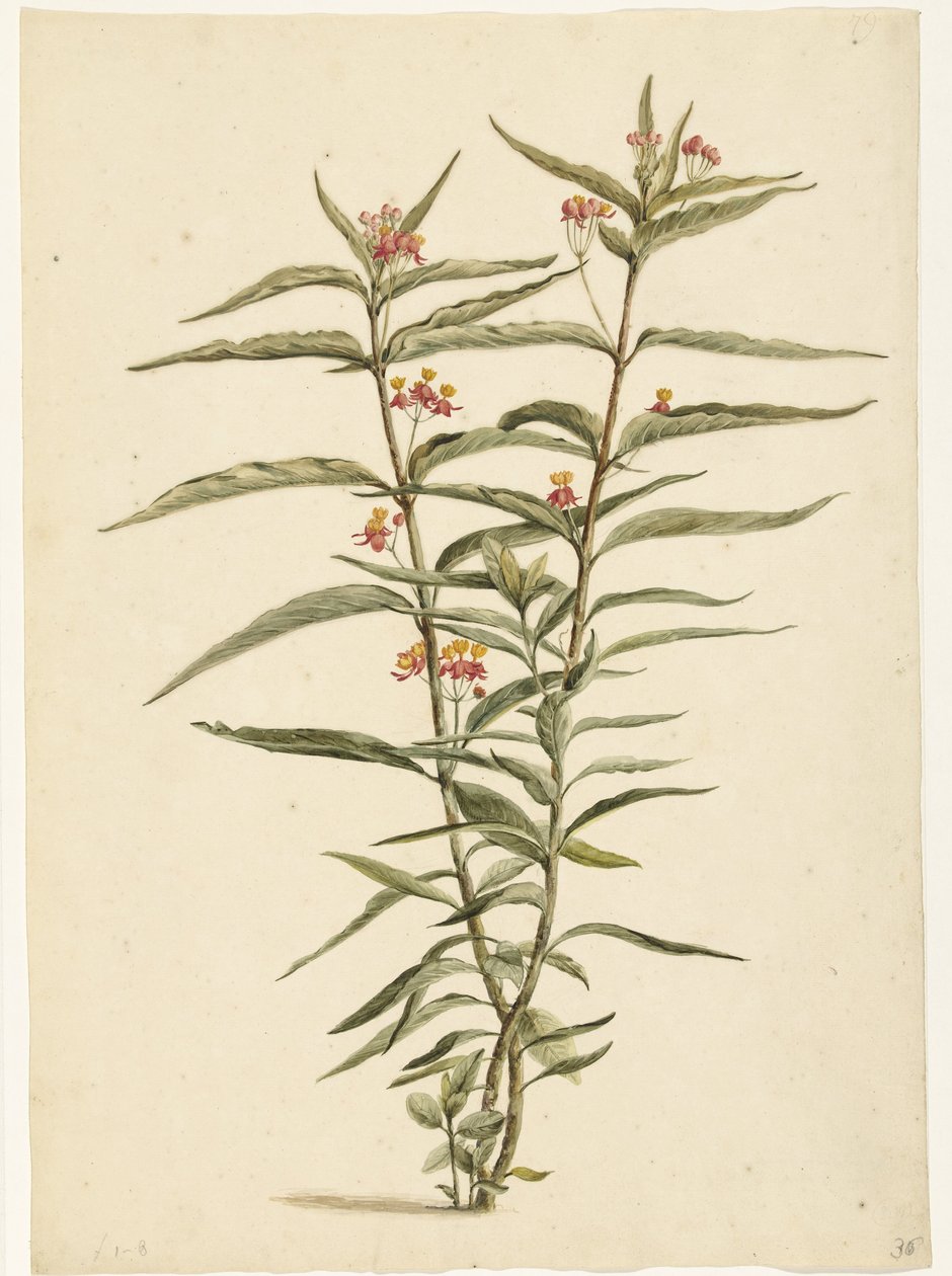 Virágzó orbáncfű (Asclepias curassavica) alkotó: Laurens Vincentsz. van der Vinne