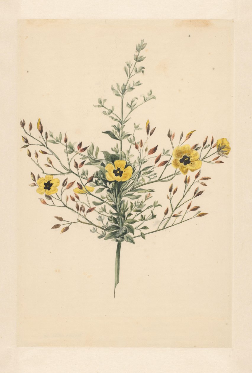 Mennyei rózsa alkotó: Laurens Vincentsz. van der Vinne