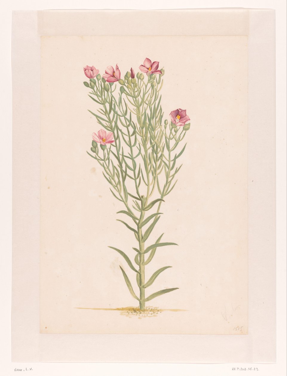 Rózsaszín virágú növény (cím a tárgyon) alkotó: Laurens Vincentsz. van der Vinne