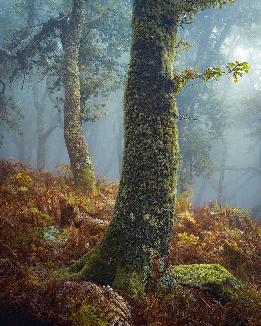 A Breath in the Pines, 2024 (fotó) alkotó: Lee Cooper