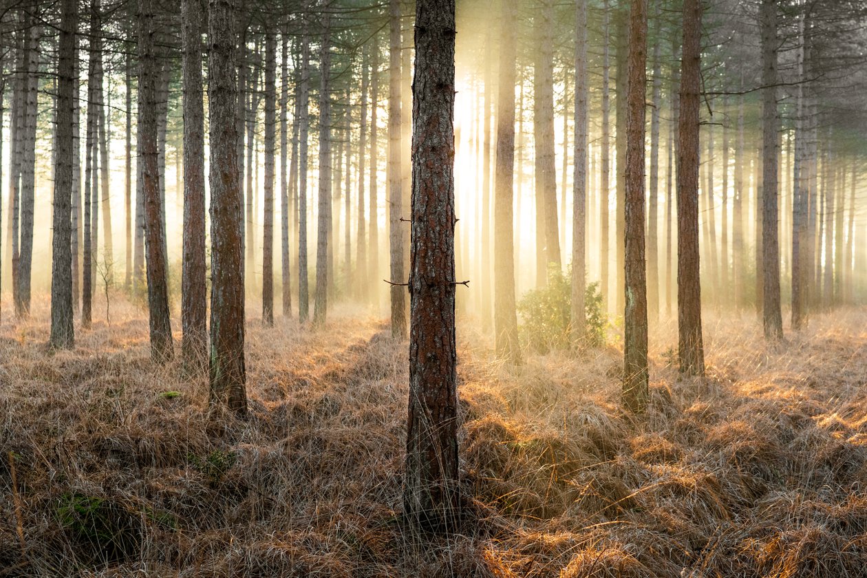 Mirkwood, 2025 (fénykép) alkotó: Lee Cooper