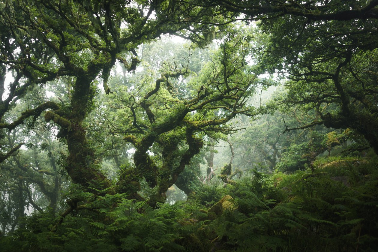 Nocturne Grove, 2020 (fotó) alkotó: Lee Cooper