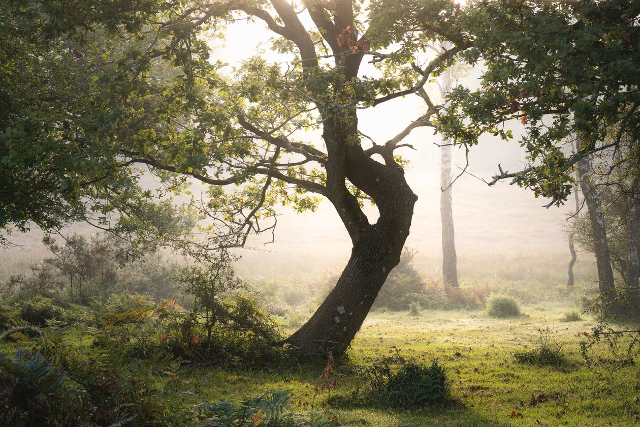 Rainroot, 2023 (fotó) alkotó: Lee Cooper