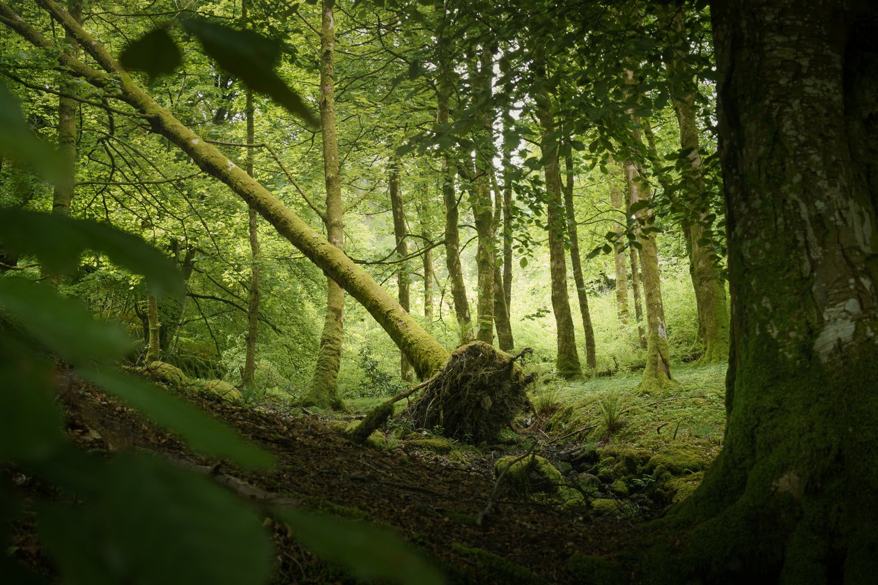 Sentinel Tree, 2024 (fotó) alkotó: Lee Cooper