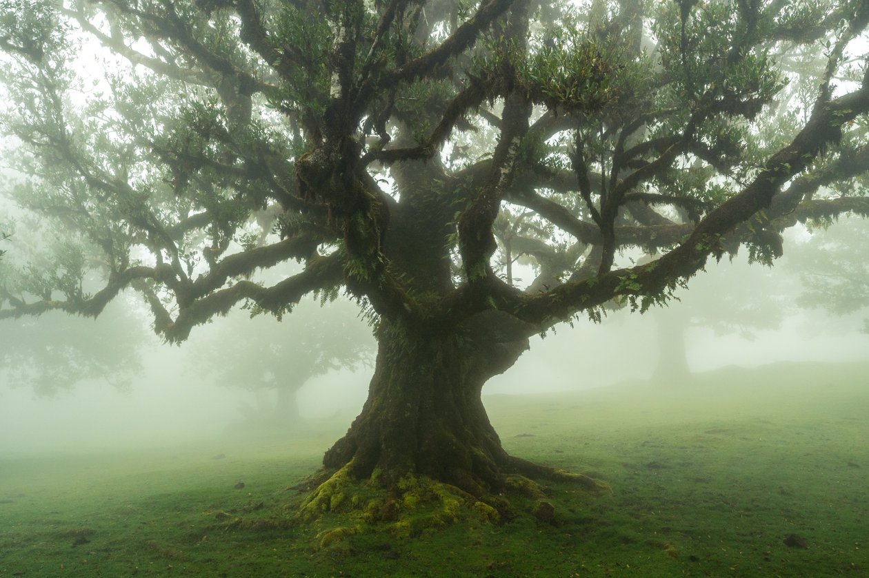 Tales of the Forest, 2025 (fotó) alkotó: Lee Cooper