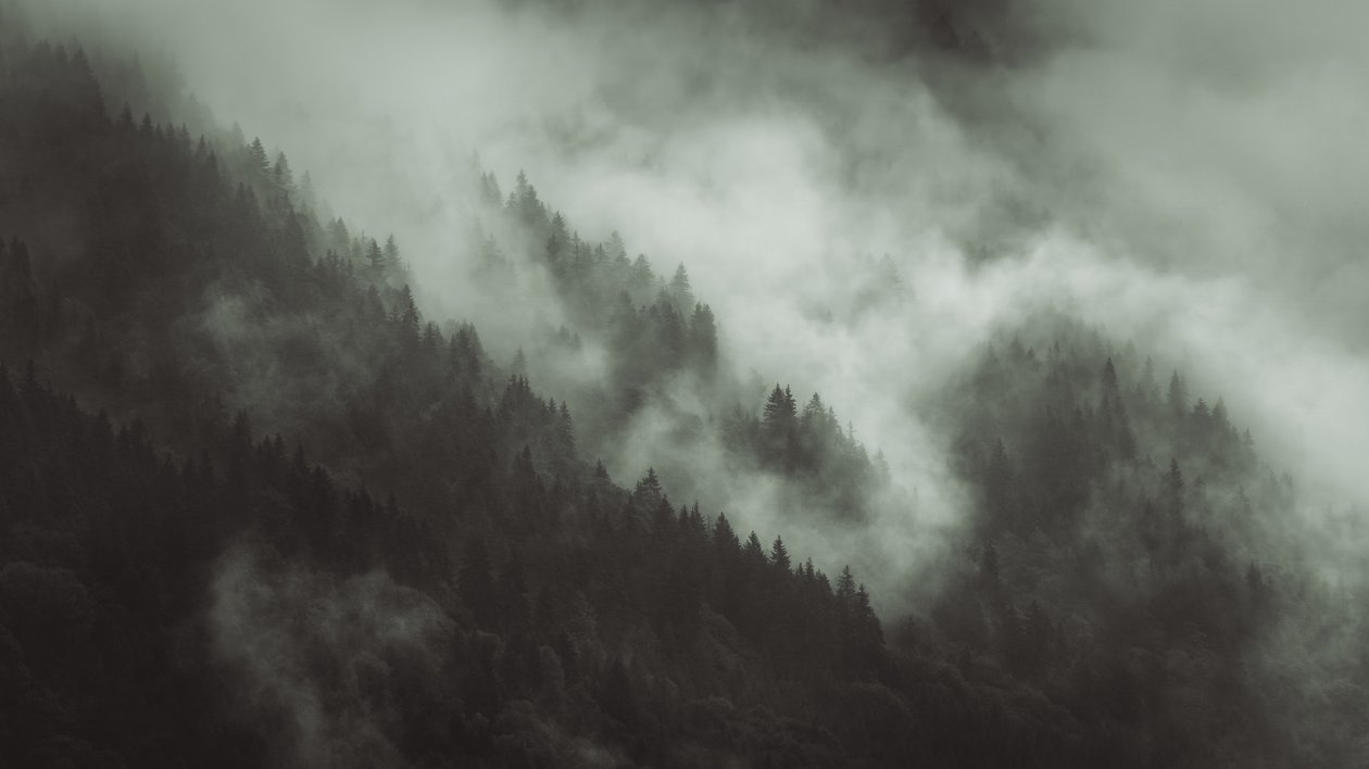 Tangled, 2022 (fénykép) alkotó: Lee Cooper