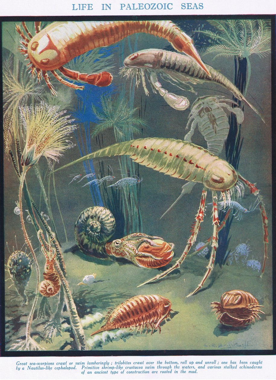 Élet a paleozoikus tengerekben, illusztráció az „Az élet tudományából” alkotó: Leonard Robert Brightwell