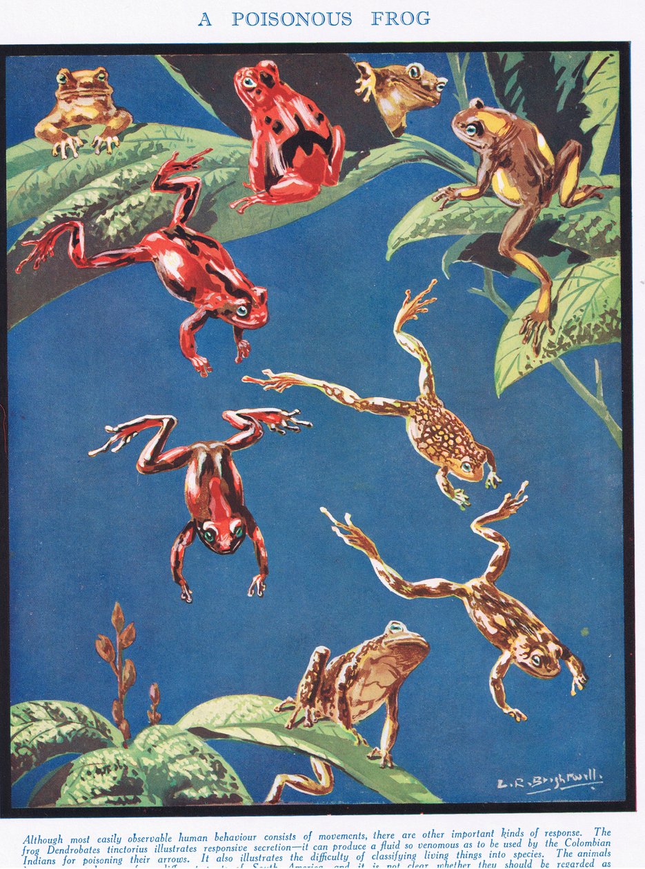 Egy mérgező béka, illusztráció az Élet tudományából alkotó: Leonard Robert Brightwell