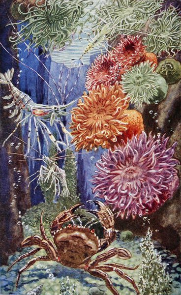 Illusztráció a „Sea-Shore Life in Britain” című könyvből, 1947-ben nyomtatva (színes litó) alkotó: Leonard Robert Brightwell