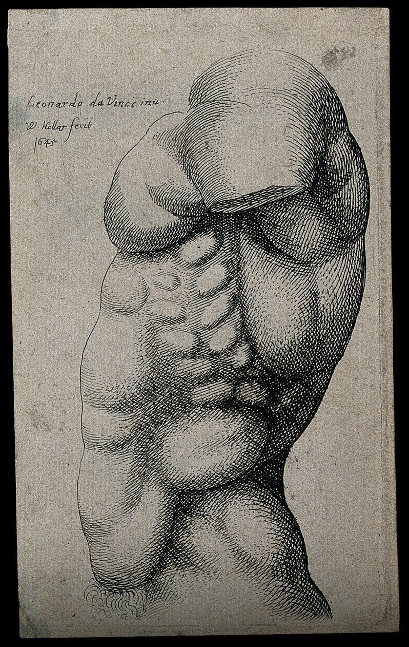 Férfi törzs kar nélkül alkotó: Leonardo da Vinci