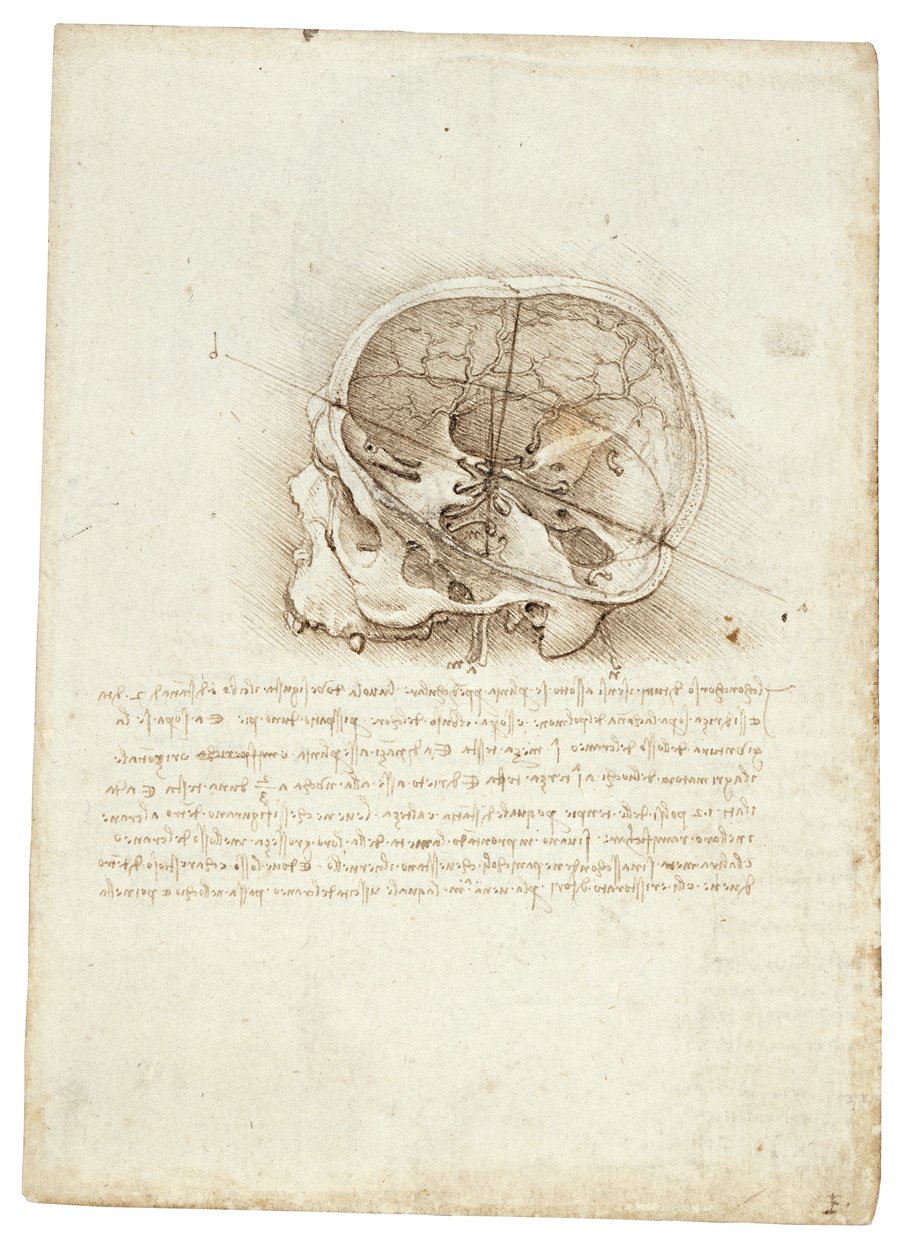 Leonardo Da Vinci - Scull anatómiai festménye alkotó: Leonardo da Vinci