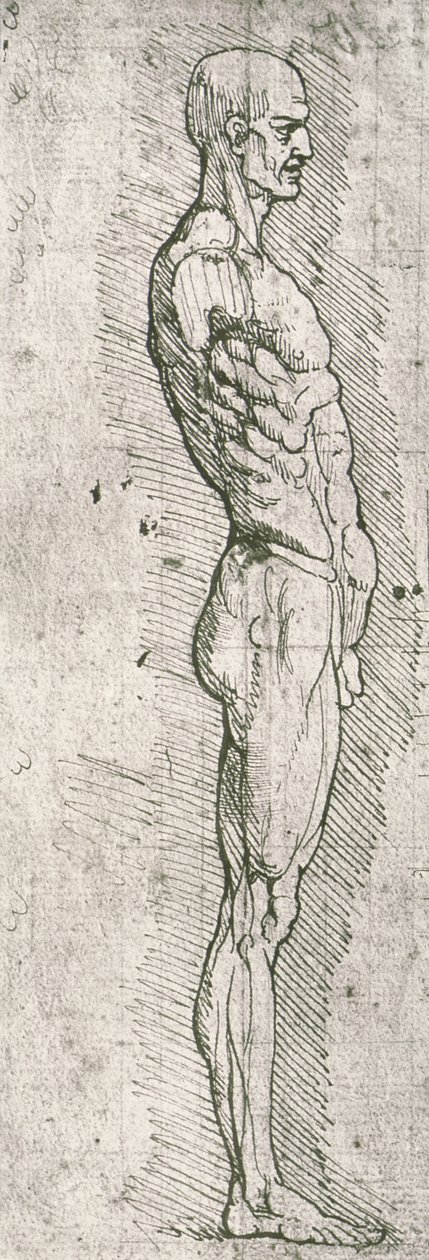 Anatómiai tanulmány (toll és tinta papíron) alkotó: Leonardo da Vinci