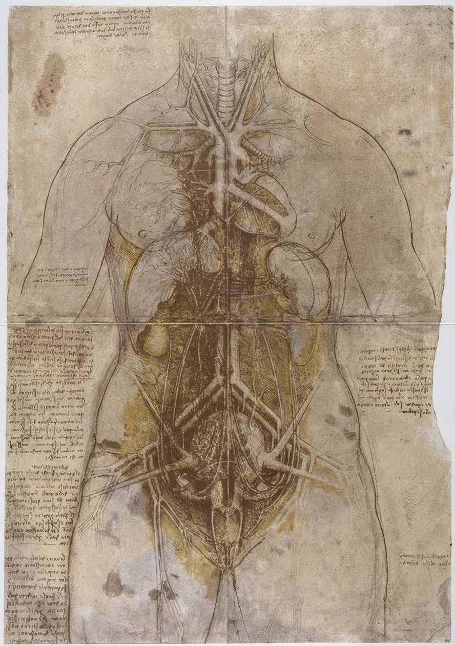 Anatomiestudie alkotó: Leonardo da Vinci