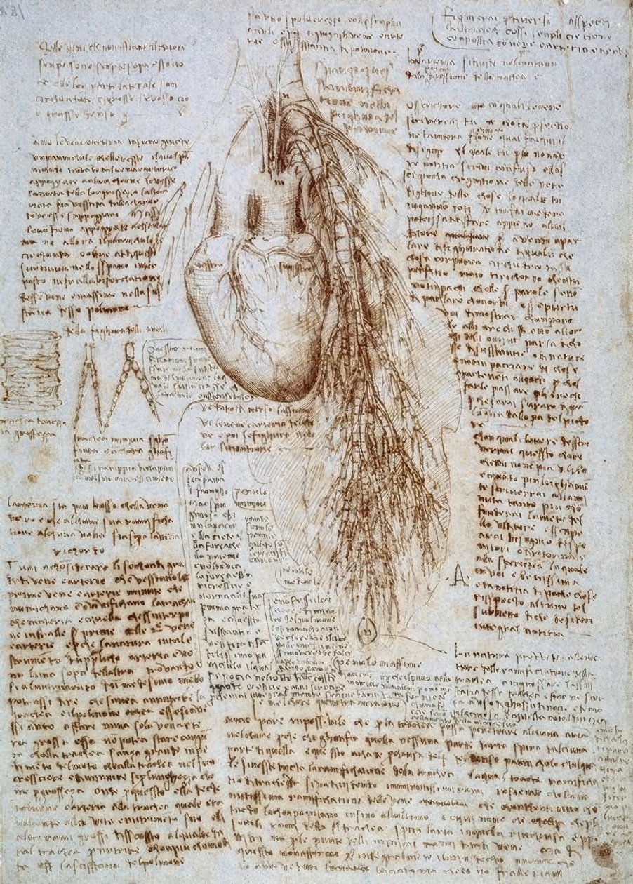 Anatómiai vizsgálat: a szív és a környező erek a tüdővel alkotó: Leonardo da Vinci