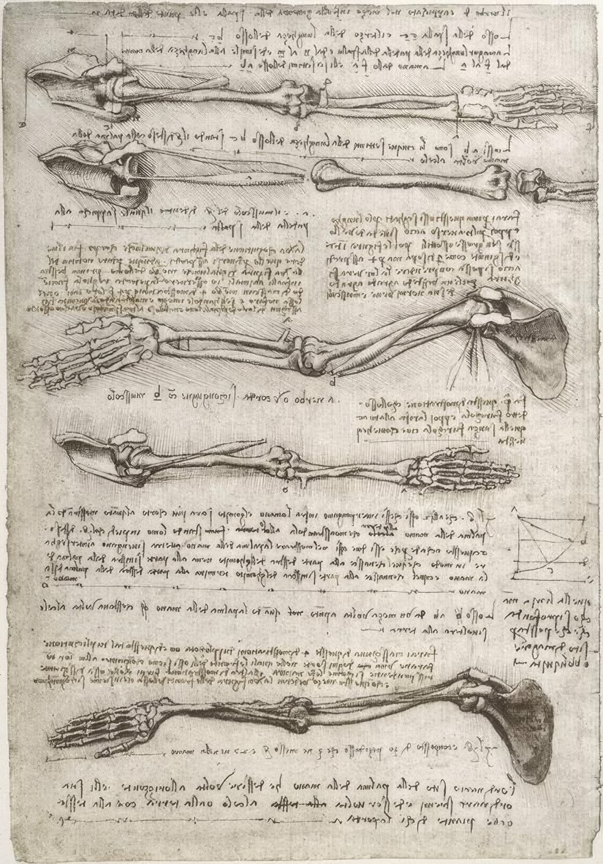Anatomiestudien alkotó: Leonardo da Vinci