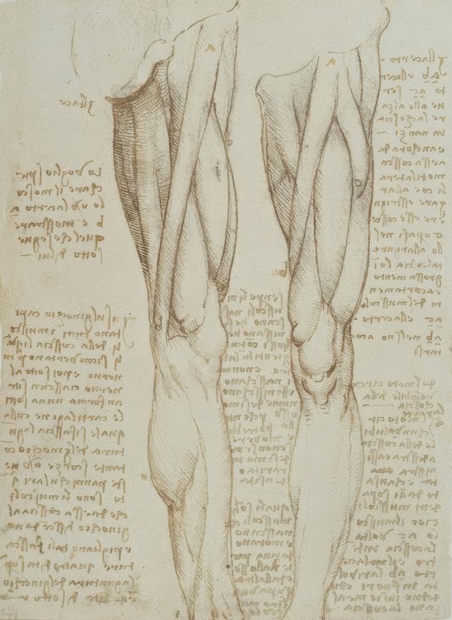 Anatomiestudien alkotó: Leonardo da Vinci
