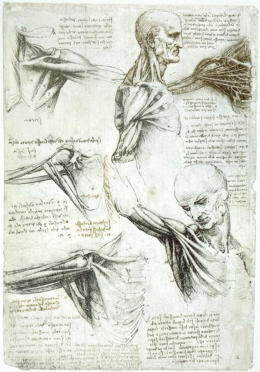 Anatomiestudien alkotó: Leonardo da Vinci