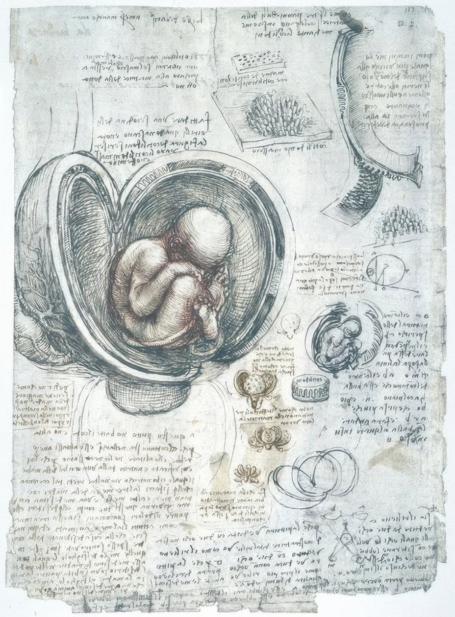 Anatomiestudien alkotó: Leonardo da Vinci