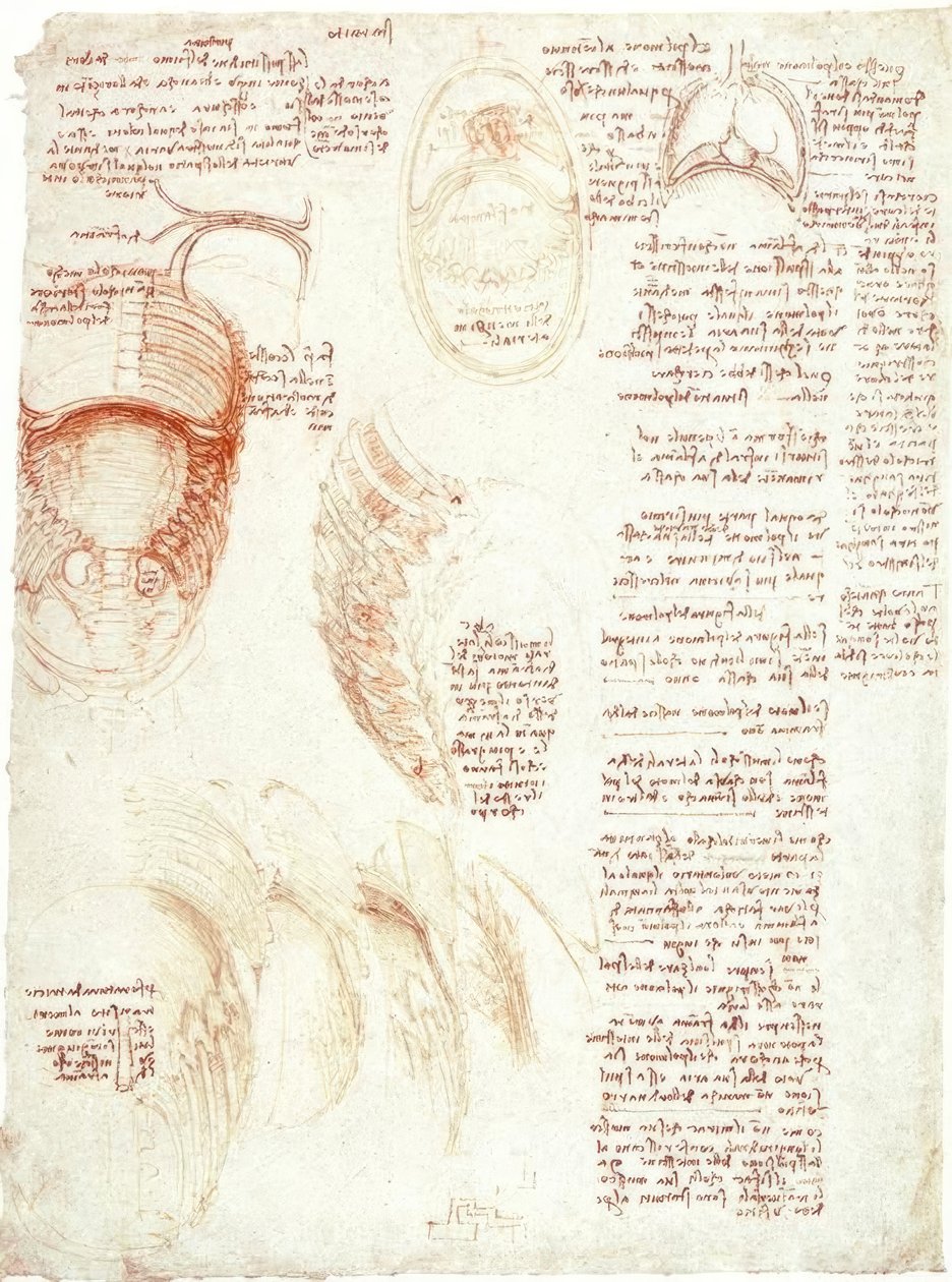 Anatómiai tanulmányok: Mellkas és rekeszizom alkotó: Leonardo da Vinci