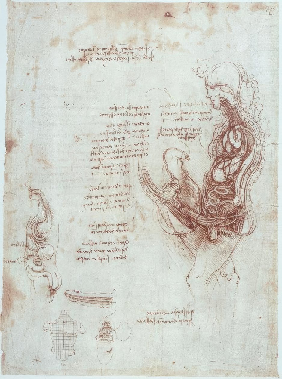 Anatómiai vizsgálatok: coitus pozíció hosszmetszetben alkotó: Leonardo da Vinci