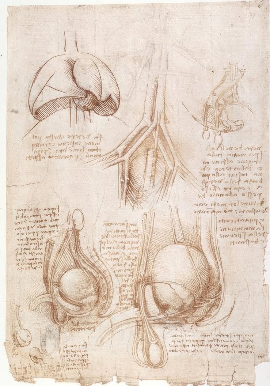 Anatómiai vizsgálatok: tüdő, hólyag... alkotó: Leonardo da Vinci