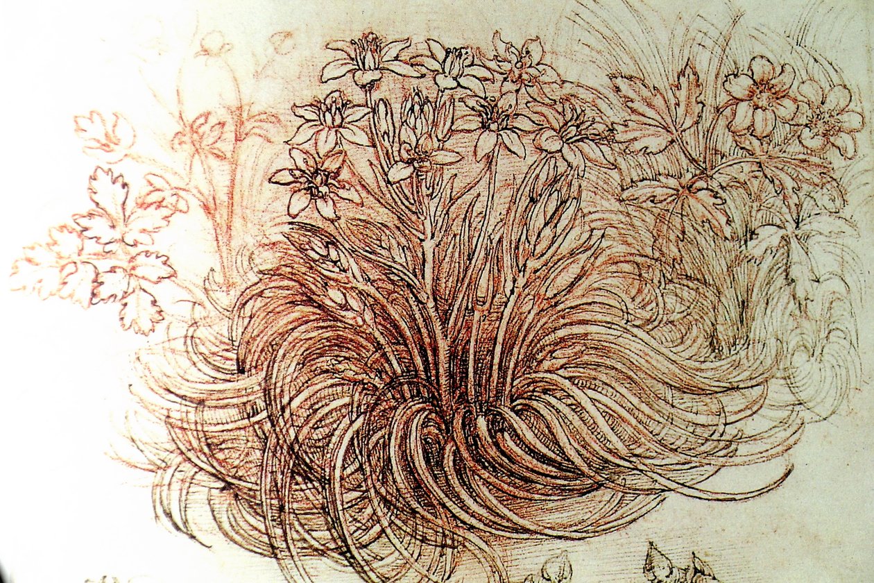virág alkotó: Leonardo da Vinci