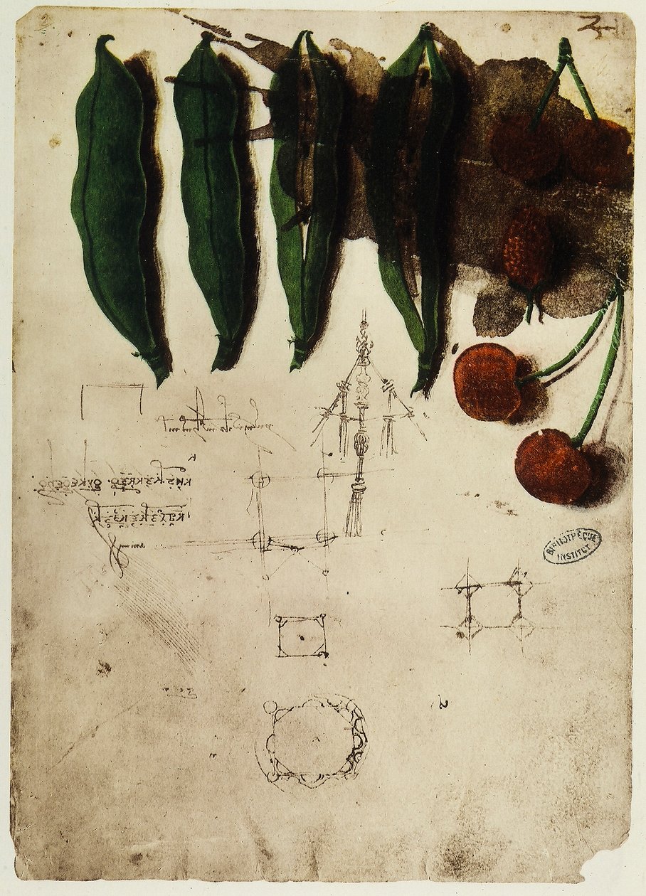 Cseresznye és borsó: Leonardo da Vinci rajza, a Codex B része (2173), c.2r, az Institut de France-ban, Párizsban alkotó: Leonardo da Vinci
