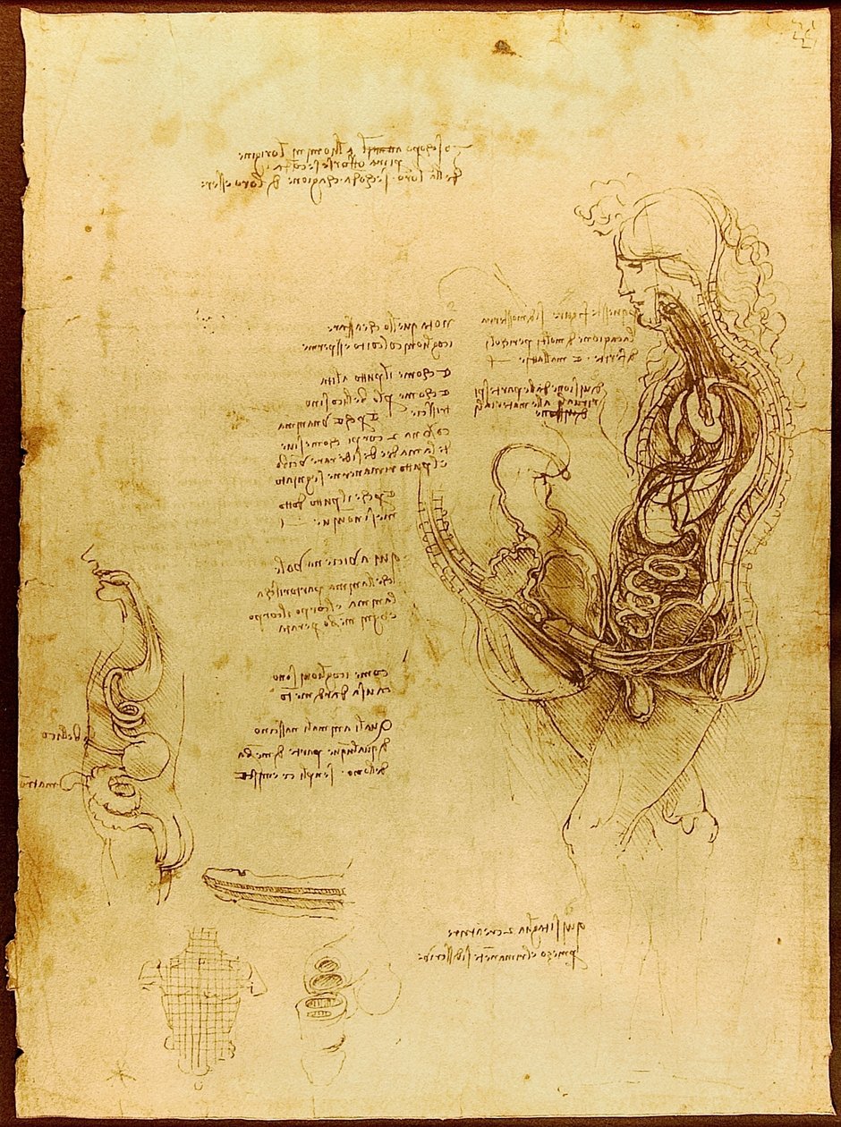 Összeállított férfi és nő Luc Viatour alkotó: Leonardo da Vinci