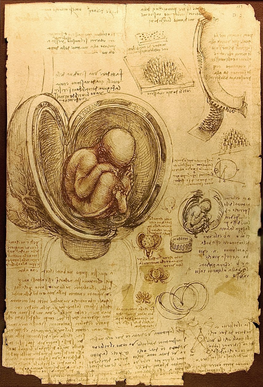 Da Vinci Tanulmányok az embriókról Luc Viatoura alkotó: Leonardo da Vinci