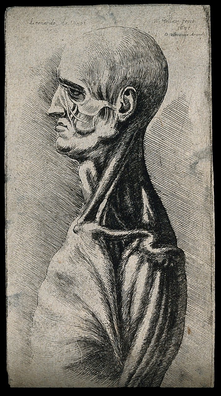 Egy férfi feje és válla, balról nézve alkotó: Leonardo da Vinci