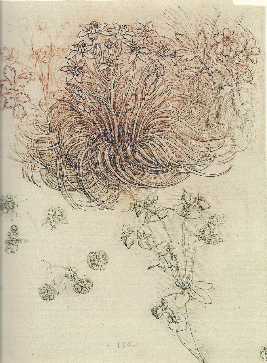 Ornithogalum (Betlehemi csillag) alkotó: Leonardo da Vinci
