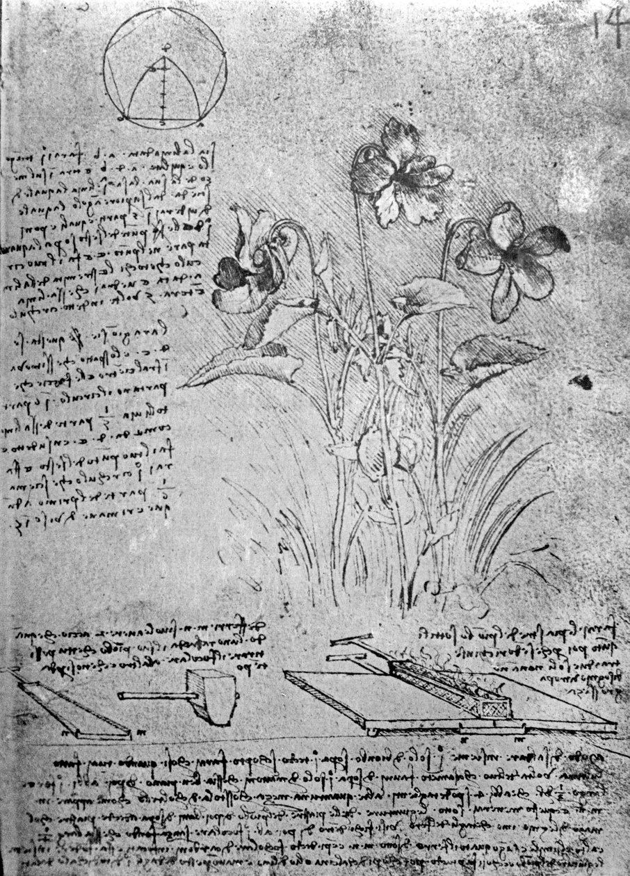 Violatanulmányok (Viola odorata és Viola canina), fol. 14r a B kéziratból, 1487-90 körül (toll és tinta papíron) alkotó: Leonardo da Vinci