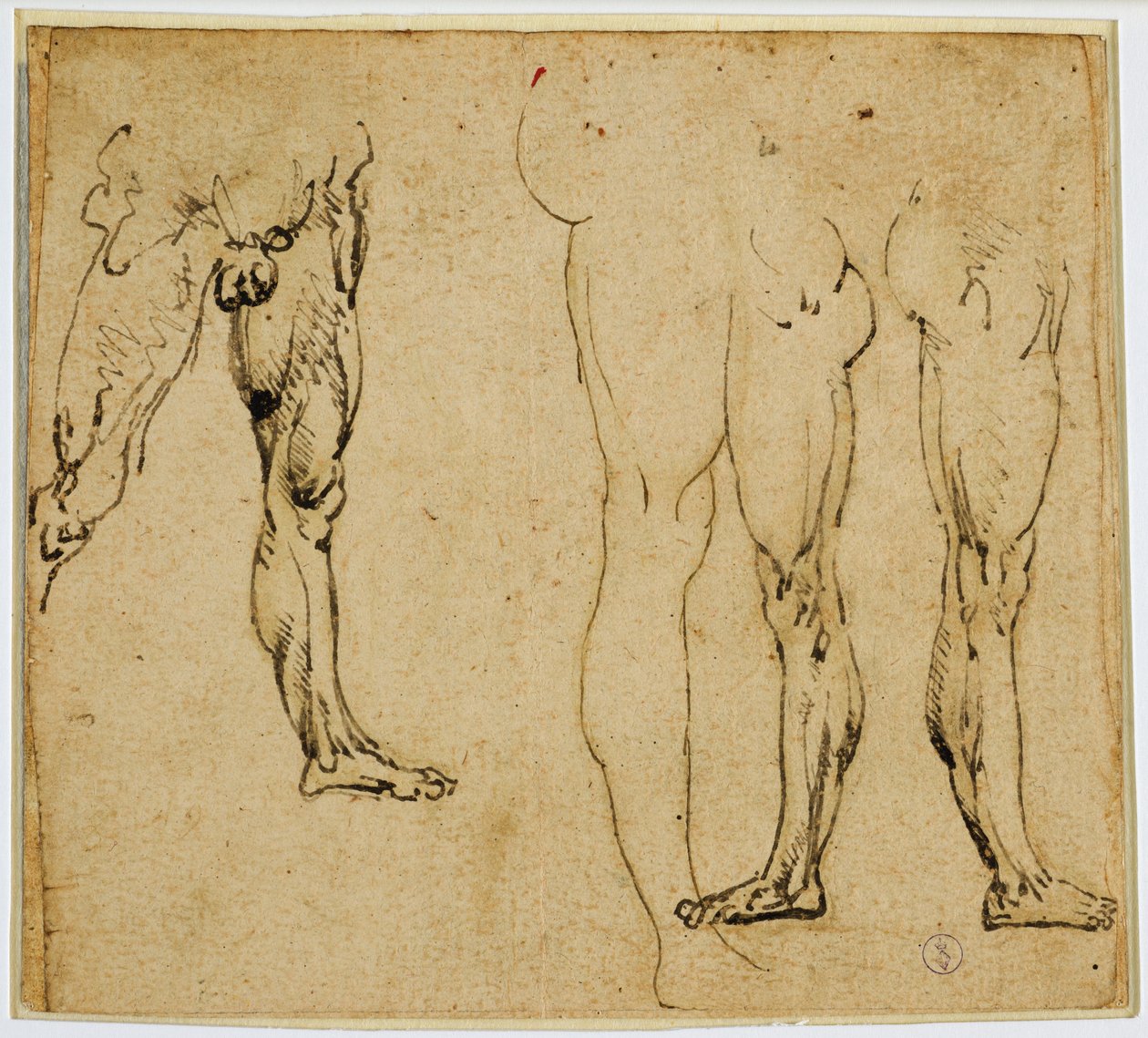 Tanulmányok férfias lábakról, 1485-1487 körül (toll és tinta, fémhegy nyomaival, papíron) alkotó: Leonardo da Vinci