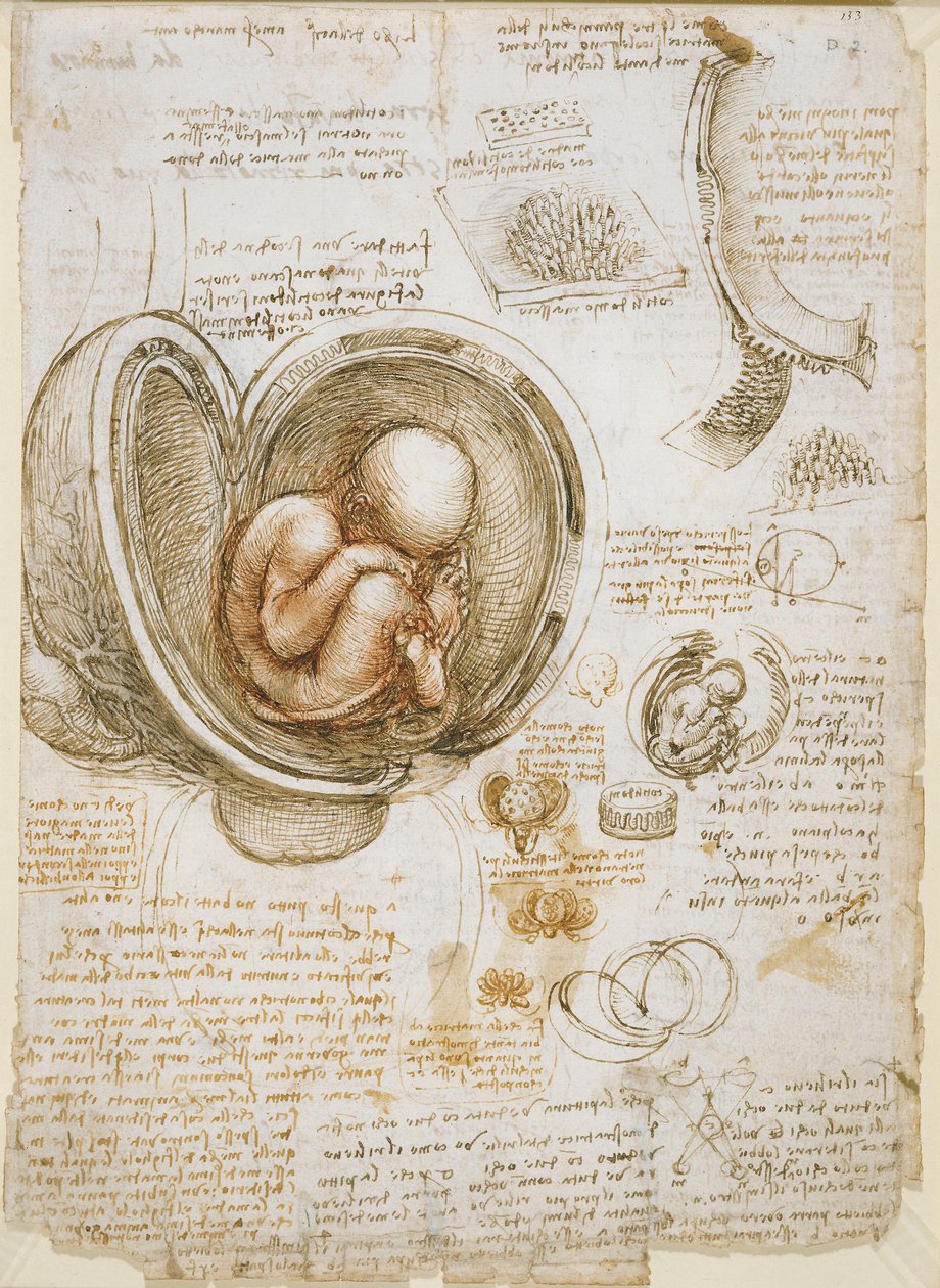 A magzat tanulmányozása az anyaméhben alkotó: Leonardo da Vinci