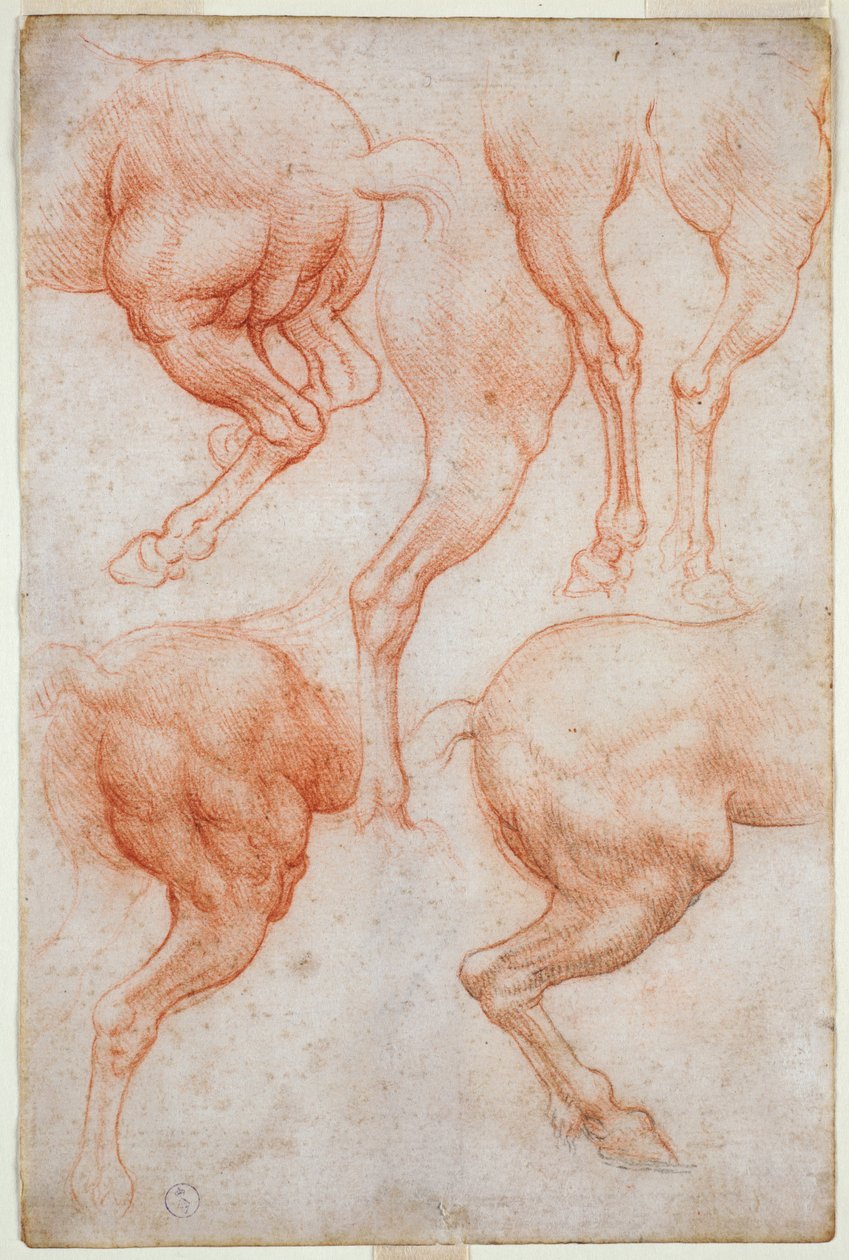 A ló hátsó végtagjainak tanulmányozása, c. 1508 (vér fekete ceruzával a papíron) alkotó: Leonardo da Vinci